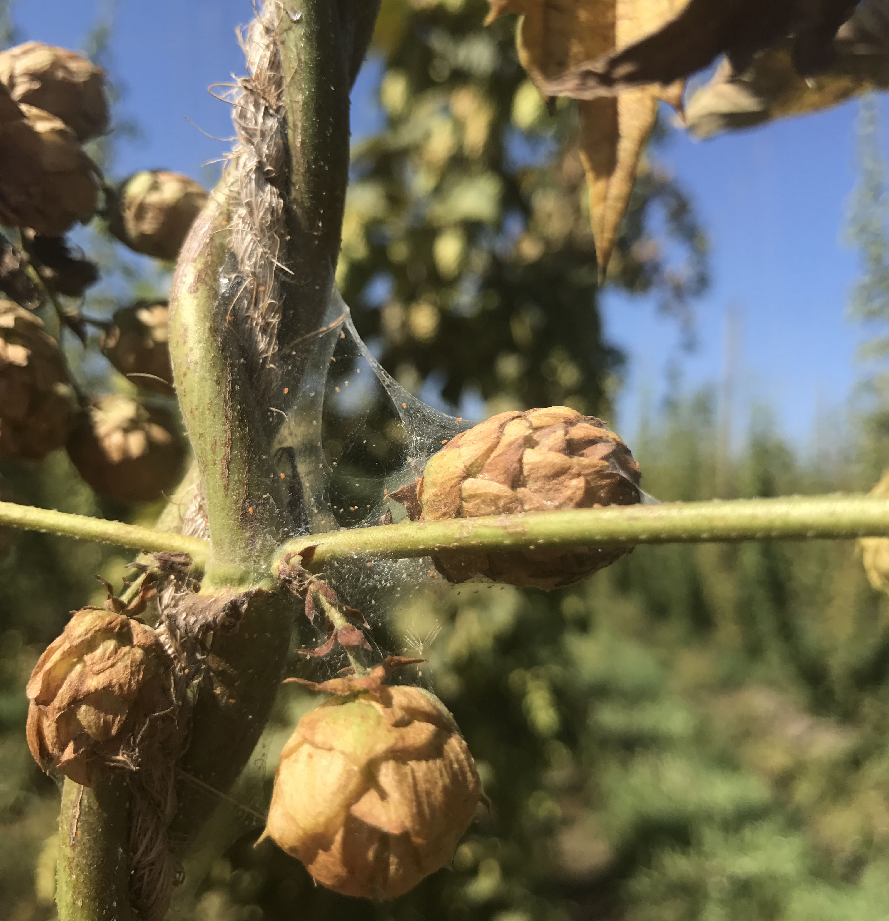 Twospotted spider mites on hop cones.